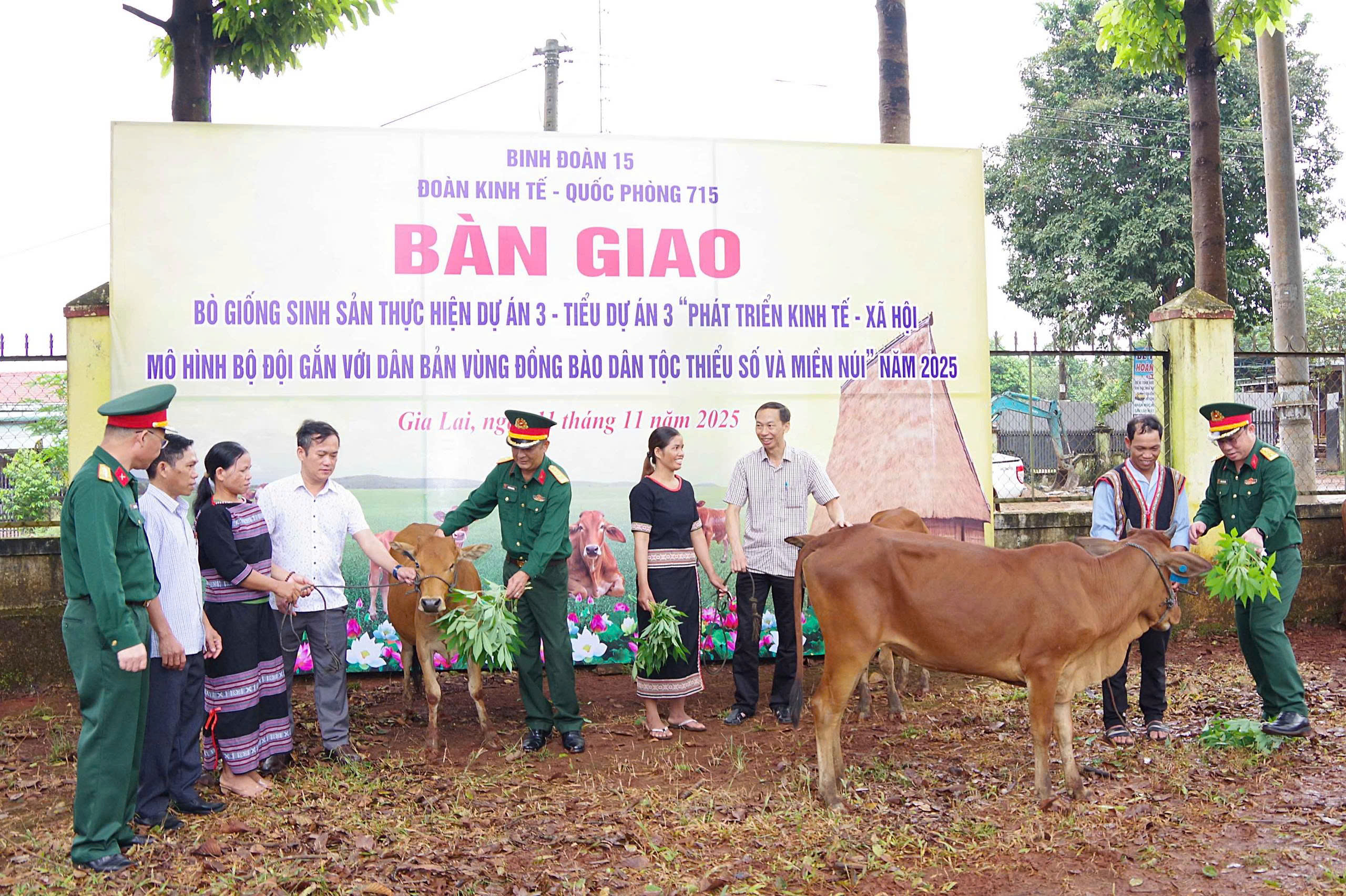 Đoàn Kinh tế - Quốc phòng 715 bàn giao bò giống sinh sản hỗ trợ hộ dân phát triển sinh kế